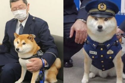 puppy.jpg