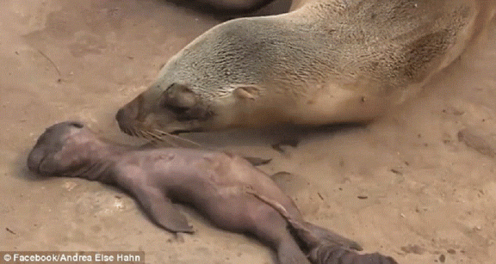 seals-mother-crying.gif