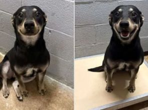 အမွေးစားခံရဖို့ တိရစ္ဆာန်ဂေဟာလာတဲ့သူတွေကို ပြုံးပြတဲ့ ခွေးလေး