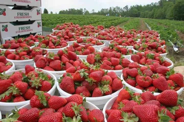strawberries-large.jpg