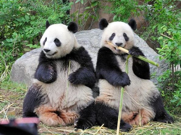 တရုတ်နဲ့ ဂျပန် တင်းမာမှုတွေကြား တစ်လစောပြီး တရုတ်နိုင်ငံဆီ ပြန်သွားရတော့မယ့် ဂျပန်နိုင်ငံရဲ့နောက်ဆုံးပန်ဒါအမြွှာ