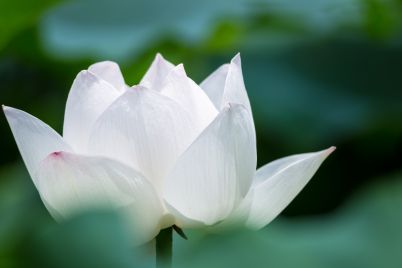 white-lotus-flower-closeup-in-summer.jpg