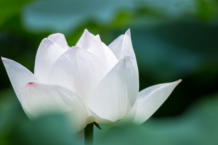 white-lotus-flower-closeup-in-summer.jpg