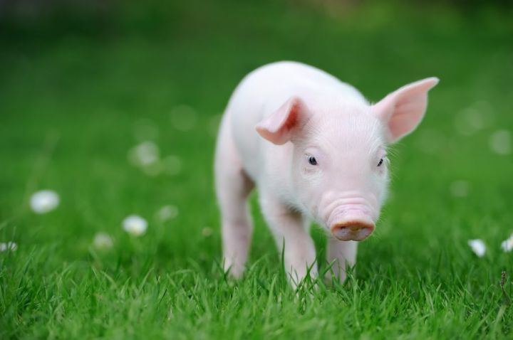 young-pig-on-grass-PXDR4UT-e1565592681633.jpg