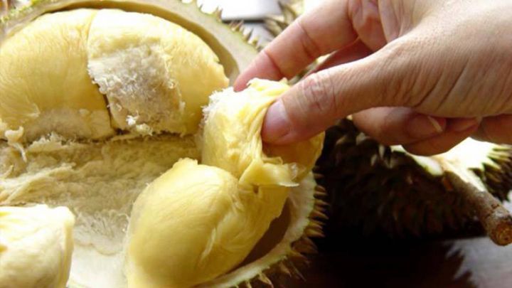 yyl-durian-large.jpg